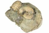 Fossil Ammonites (Discoscaphites & Jeletzkytes) - South Dakota #189319-3